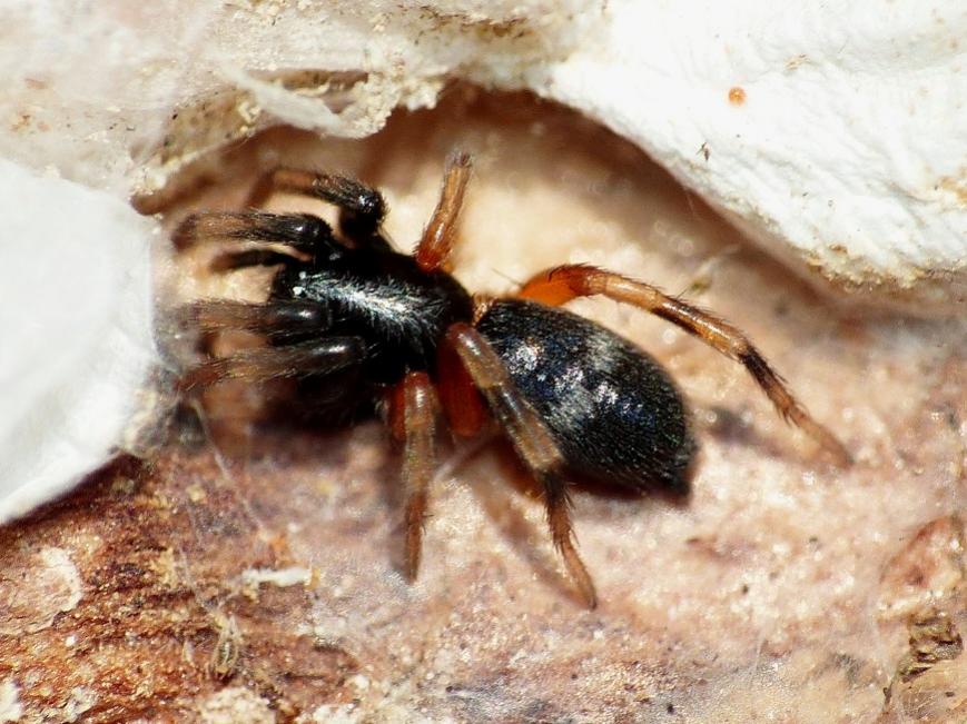 Piccolo Gnaphosidae colorato: cfr Poecilochroa  - Ostia (RM)